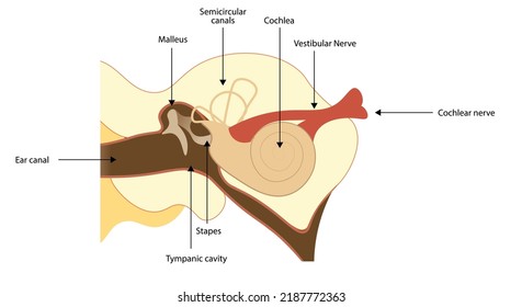 Anatomy of ear with strucutures with names. Cochlea, tympanic, malleus and stapes