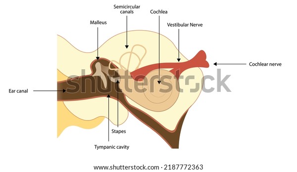 Anatomy of ear with strucutures with names.\
Cochlea, tympanic, malleus and\
stapes