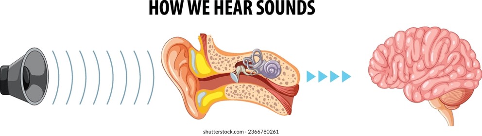 Anatomy and education of human hearing system in a vector cartoon illustration