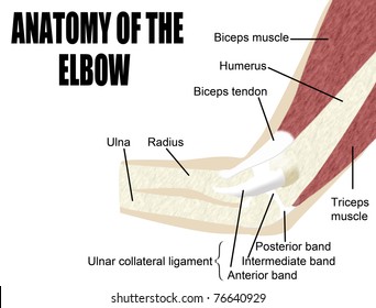 Anatomy of the elbow, bones & muscles of the arm - Useful for Education, Hospitals and Clinics
