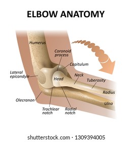 Anatomy of the elbow joint, medical education background, isolate model mockup for posters. Vector illustration as a template for banners.