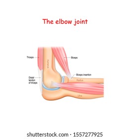 Anatomy of a elbow joint. parts of the arm. bones (humerus, radius, ulna) Muscle (Triceps, Biceps) and Distal tendon of triceps.