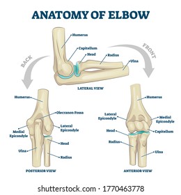 Anatomy of elbow with lateral, posterior or anterior view vector illustration. Educational labeled scheme with skeleton bone structure description. Healthy body parts example for physiology handout.