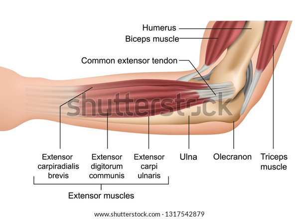 Anatomy Elbow Muscles Medical Vector Illustration Stock Vector (Royalty