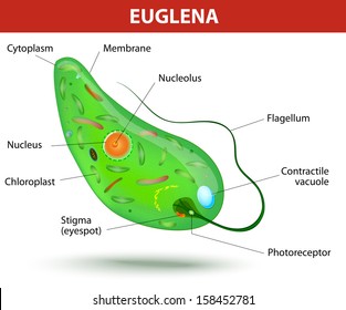 Euglena Under Microscope Labeled