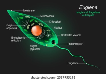 Anatomy of Euglena. Labeled diagram of Eukaryotic cell. unicellular animals. Science Biology. Annotated vector illustration. 