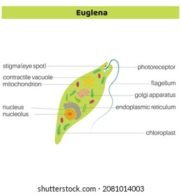 Anatomy Euglena Vector Diagram Educational Science Stock Vector 