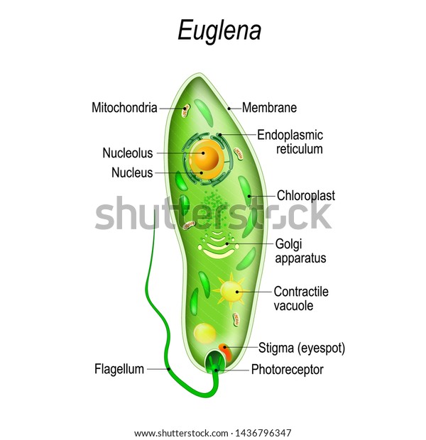 Anatomy of euglena. Vector diagram for educational,\
science, and biological\
use