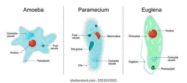 Anatomy of eukaryotic, unicellular organisms: paramecium ciliate, amoeba and Euglena. Vector illustration