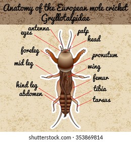 Anatomy of the European mole cricket. Sticker.  Vector illustration