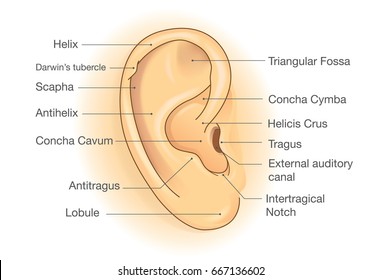 Outer Ear Images Stock Photos Vectors Shutterstock