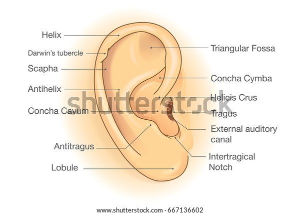 The anatomy of External ear. Illustration about\
human organ of hearing.