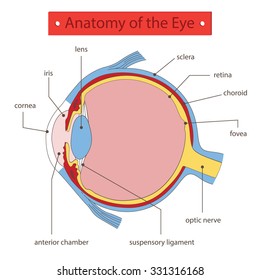 Anatomy of the Eye.