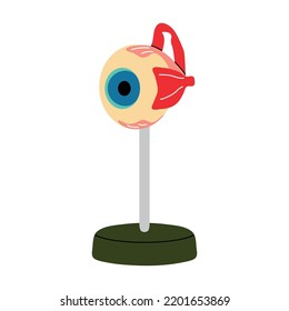 Anatomy of the eye in flat vector line style. Model of human organ on stand, cartoon illustration. Optics, eyeball, pupil, retina, muscle, vision, health, medicine, biology, body, education, graphic.