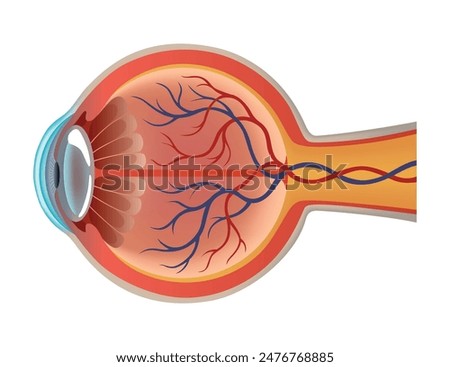Anatomy of eye. Human organ structure, side view. Muscles, veins and vessels of human eye. Detailed illustration isolated on white background