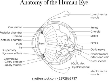 The anatomy of the eye, illustrated in black and white, can be used as a coloring page to explore its intricate structure.