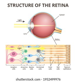 anatomy of the eyeball, functions and structure of the retina, projection of the image in the eye, the mechanism of visual perception