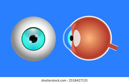 Anatomía Ojos Estilo de Vector Ilustración médica