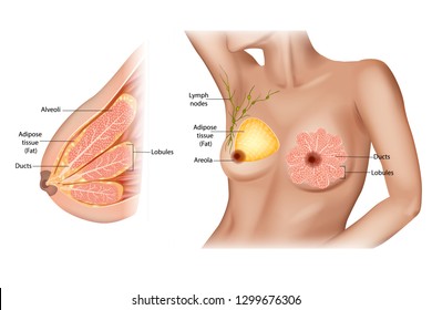 Anatomy of the female breast.