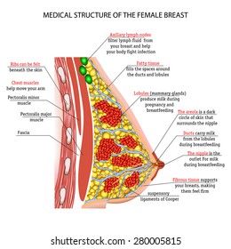 anatomy of the female breast