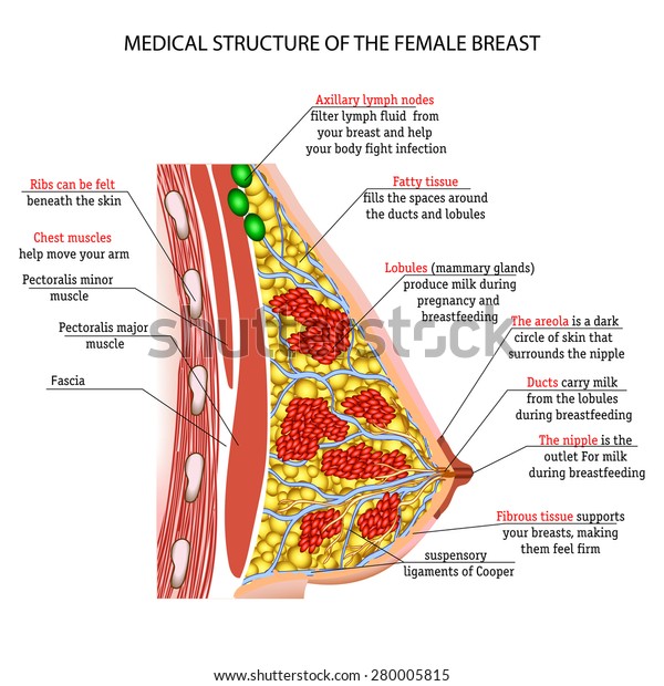 Anatomy Female Breast Stock Vector (Royalty Free) 280005815