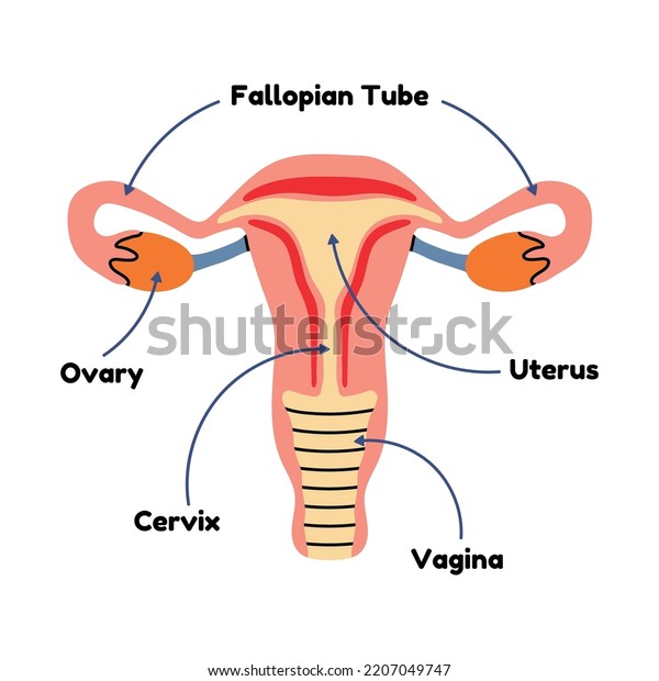 Anatomy Female Genital Organ Diagram Uterus Arkivvektor Royaltyfri