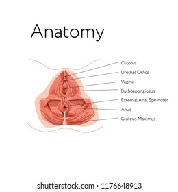 Anatomy Of Female Internal Genital Organs. Pelvic Muscles. Crotch. Kegel Exercises. Women Reproductive Health.