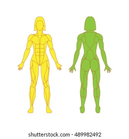 Anatomy of female muscular system on a white background. Human muscles guide. Front view, back view.