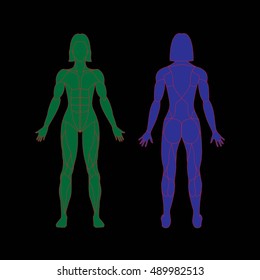 Anatomy of female muscular system on a black background. Human muscles guide. Front view, back view.