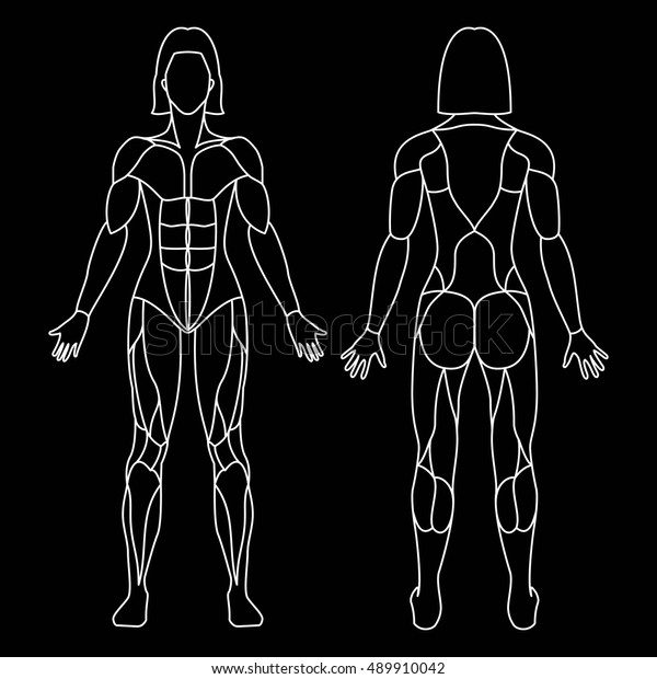 Anatomy Female Muscular System On Black Stock Vector (Royalty Free