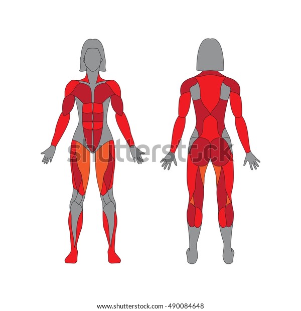Anatomy Female Muscular System On White Vector De Stock Libre De
