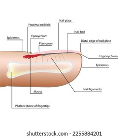 Anatomy of a finger in the section