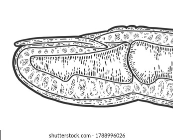 Anatomía, sección de dedos. Esbozo de tablero de raspado de imitación. Blanco y negro.