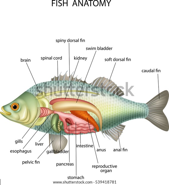 魚の解剖学 のベクター画像素材 ロイヤリティフリー