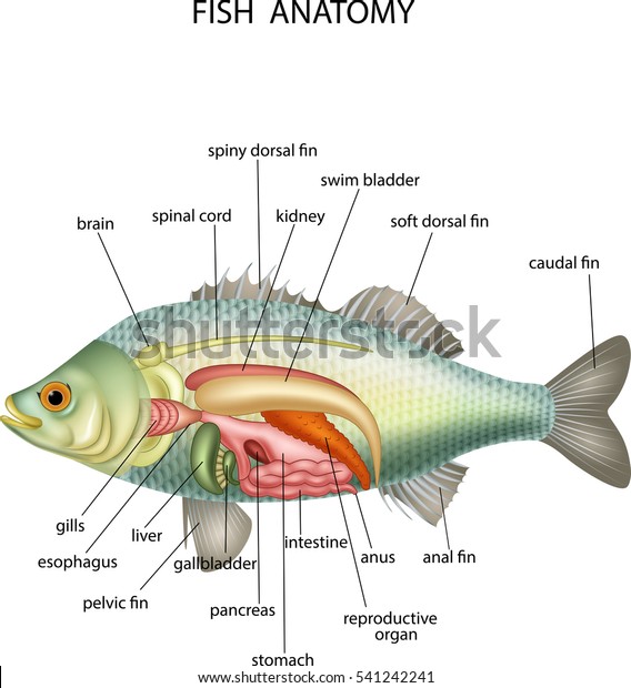 Anatomy of\
fish