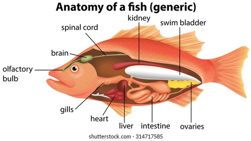 Anatomy of a fish illustration