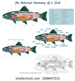 Anatomie eines Fisches. Fische innere Organe. Vektorgrafik