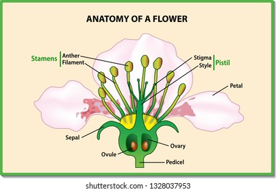 Anatomy of a flower. Flower Parts. Detailed Diagram with cross section. Useful for study botany and science education. Vector illustration