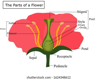 1,509 Plant parts diagram Images, Stock Photos & Vectors | Shutterstock