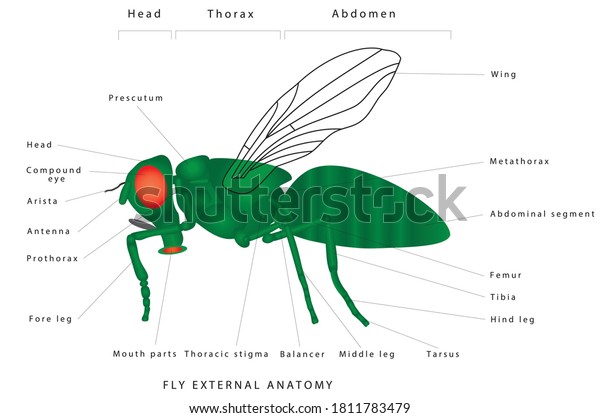 Anatomy of a fly.\
Morphology of a fly (lateral view).  Insect - a realistic fly.\
Diagram showing parts of fly.\
