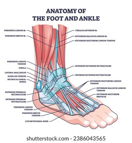 Anatomy of foot and ankle with labeled medical location outline diagram. Labeled educational scheme with skeletal bones and muscles in latin names vector illustration. Biology and medicine study.