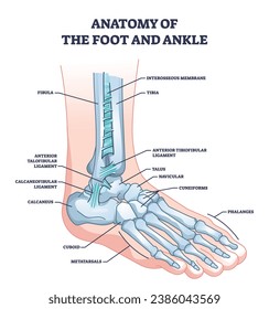 Anatomy of foot and ankle with skeletal bone structure outline diagram. Labeled educational scheme with phalanges, tibia, fibula and cuboid location vector illustration. Leg skeleton model with names