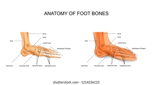 anatomy of the foot bones