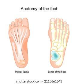 Anatomy Of The Foot. Bones Of The Foot And Plantar Fascia. Vector Illustration