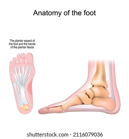 Anatomy of the foot. Bones and Plantar fascia. Realistic Vector illustration. bottom view and side view