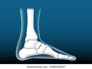 Anatomy of foot joints. Foot bone icons like x-ray image. Leg skeleton. Disease and disorder in a heel. Vector poster. Isometric Flat illustration