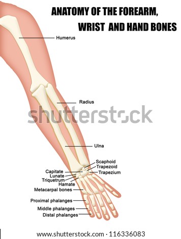 Anatomy of the Forearm, Wrist and Hand Bones (useful for education in schools and clinics ) - vector illustration