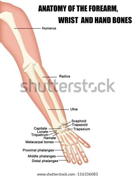 Anatomy of
the Forearm, Wrist and Hand Bones (useful for education in schools
and clinics ) - vector
illustration