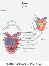 Anatomy of frog heart illustration with text for biology science education