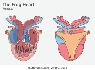 Anatomie von Froschherz Illustrationen zwei Versionen für Biologie-wissenschaftliche Ausbildung